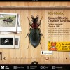 GroundBeetle GroundBeetle