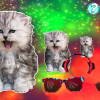 cat cat