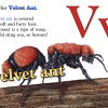 insects insects