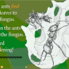 ants ants